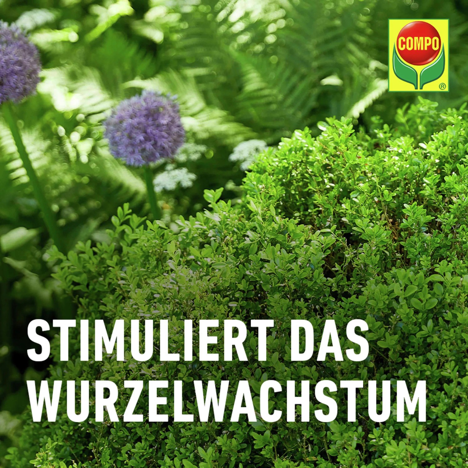 Compo Buchsbaum- und Ilexdnger 1 l kaufen bei OBI