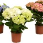 Zimmerhortensien in verschiedenen Farben (Blau, Weiß, Rosa) im braunen Topf.