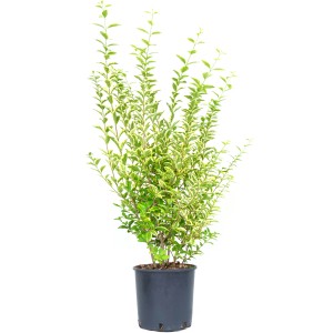 GROW by OBI Liguster Aureum im Topf, ca. 80-100 cm hoch, mit gelbgrünen Blättern.