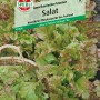 Samenpackung Sperli Pflücksalat Amerikanischer brauner mit Salat im Vordergrund.