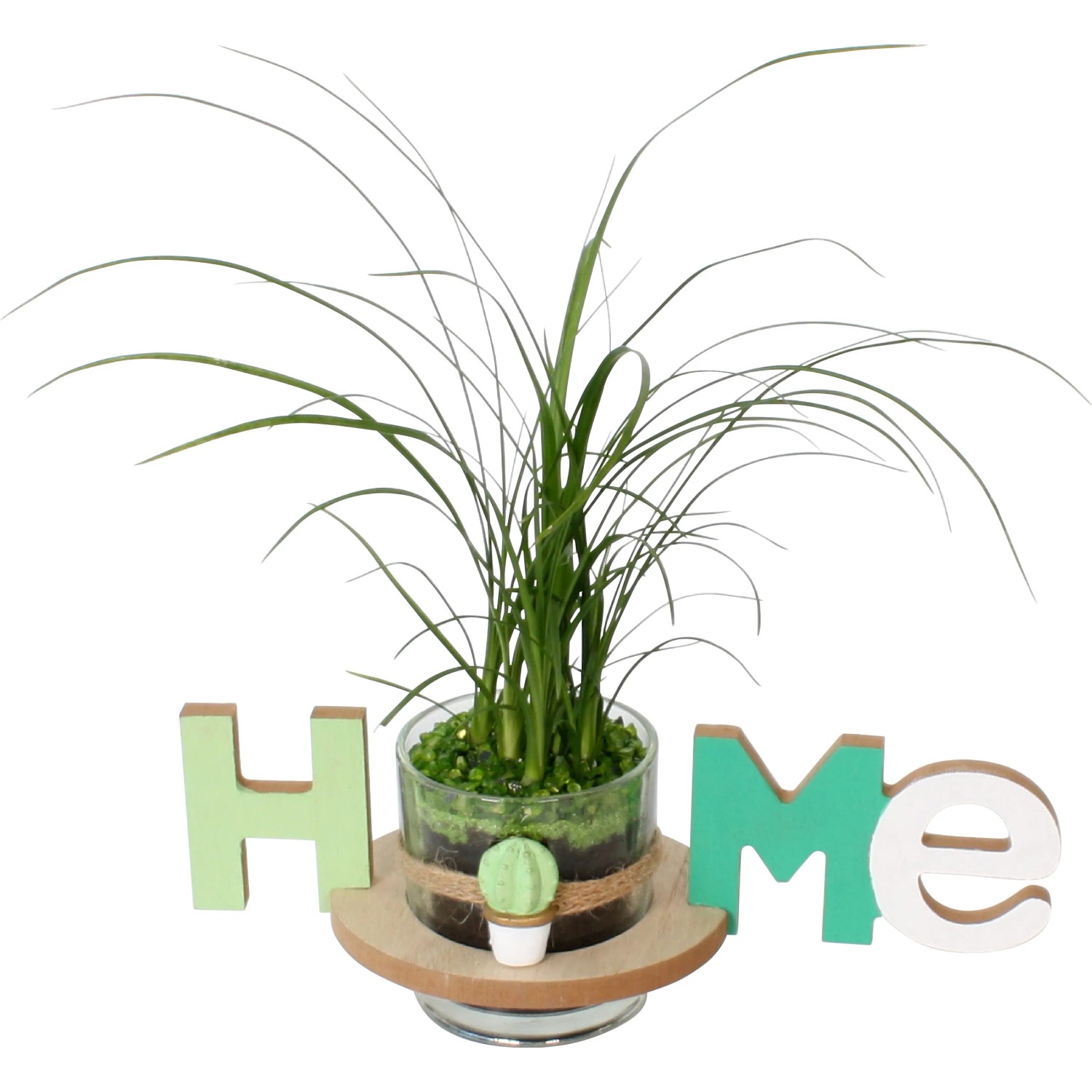 Arrangement Flaschenbaum im "Home"-Gef Topf- ca. 25 cm kaufen bei OBI