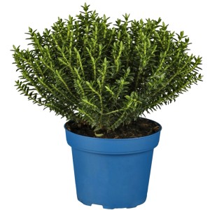 Strauchehrenpreis (Hebe) im blauen Topf, ca. 11 cm Ø, für Herbstpflanzungen im Garten.