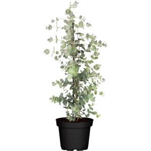 Eukalyptus Busch Topf-Ø ca. 17 cm Eucalyptus