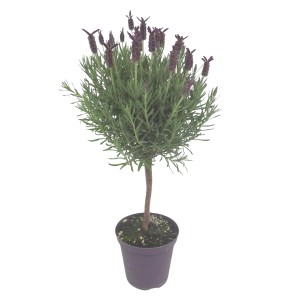 Schopflavendel Stamm Violett im Topf (Ø 18cm). Dekorative Lavandula stoechas für Balkon und Garten.