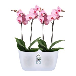 Elho Brussels Orchidee Duo 25 in Weiß mit zwei rosa Orchideen im Topf.