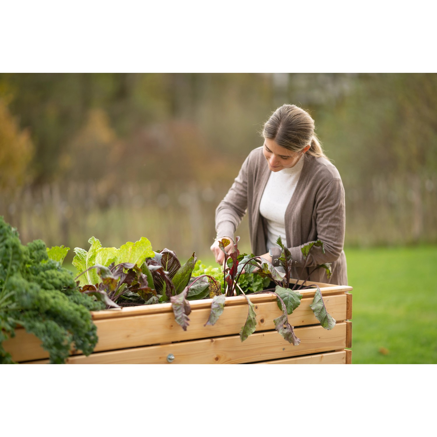 Frau gärtnert im Westmann Hochbeet Holz Fichte XL mit Salat und Gemüse.