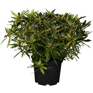 Alpenrose Graziella Rosa im 5 l Topf, ca. 30-40 cm hoch. Rhododendron mit grünen Blättern.