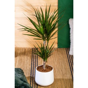 Drachenbaum (Dracaena marginata) im weißen Topf, ca. 85-95 cm hoch.