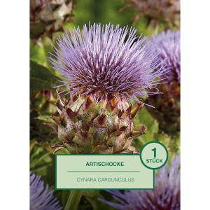Blühende Artischocke (Cynara cardunculus) im Detail.