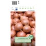 Pflanzschalotten Red Sun, 250g, ideal zum Anpflanzen im Garten.