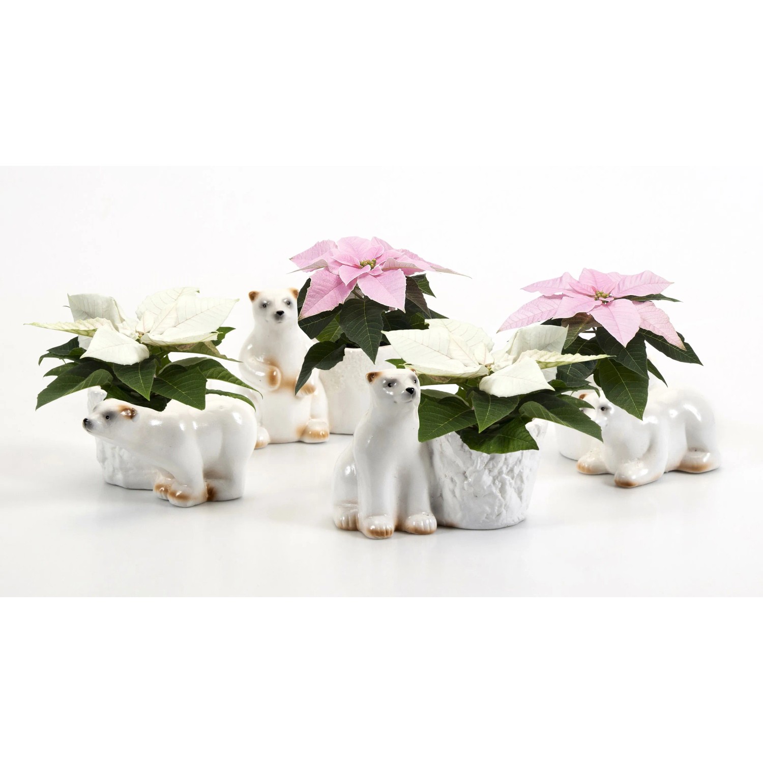 Kleiner Weihnachtsstern im Eisbär-Keramik-Gefäß Topf-Ø ca. 6 cm
