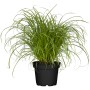 Katzengras 'Zumula' im schwarzen Topf, ca. 10-20 cm hoch. Dekorative Grünpflanze für Katzen.