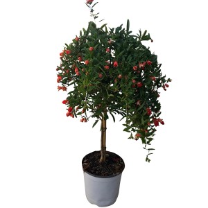 Granatapfelbaum (Punica granatum) im Topf mit roten Blüten, Stamm ca. 30-40 cm hoch.