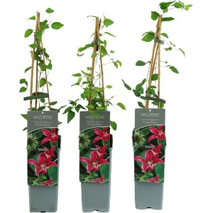 Texas-Waldrebe "Princess Diana" Höhe ca. 40-60 cm Topf ca. 2 l Clematis texensis