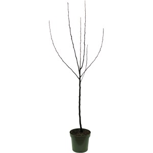 Bio Winterapfel Roter Berlepsch im Topf, ca. 120-140cm hoch.