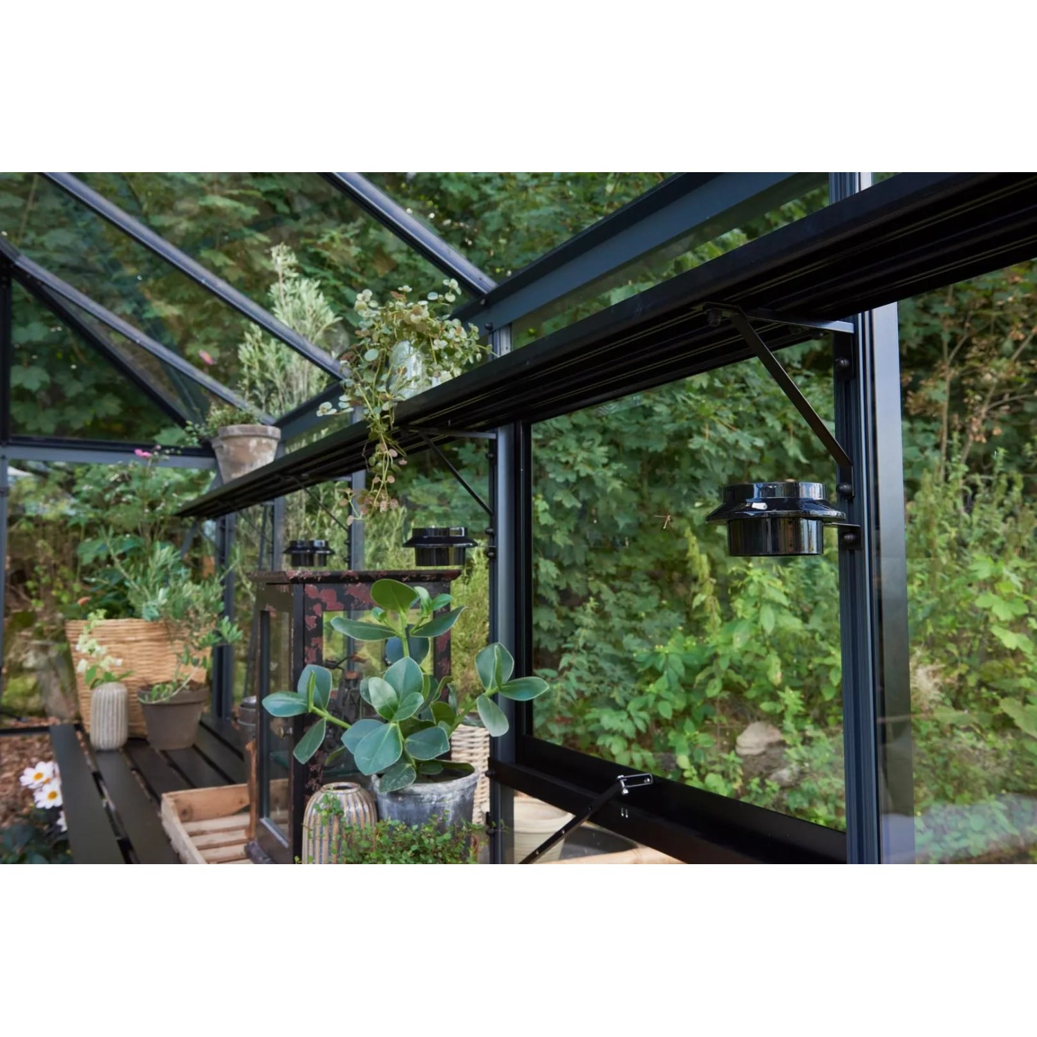 Innenansicht: Juliana Gewächshaus Grand Oase 25, schwarz-anthrazit, mit Pflanzen und Regalen.