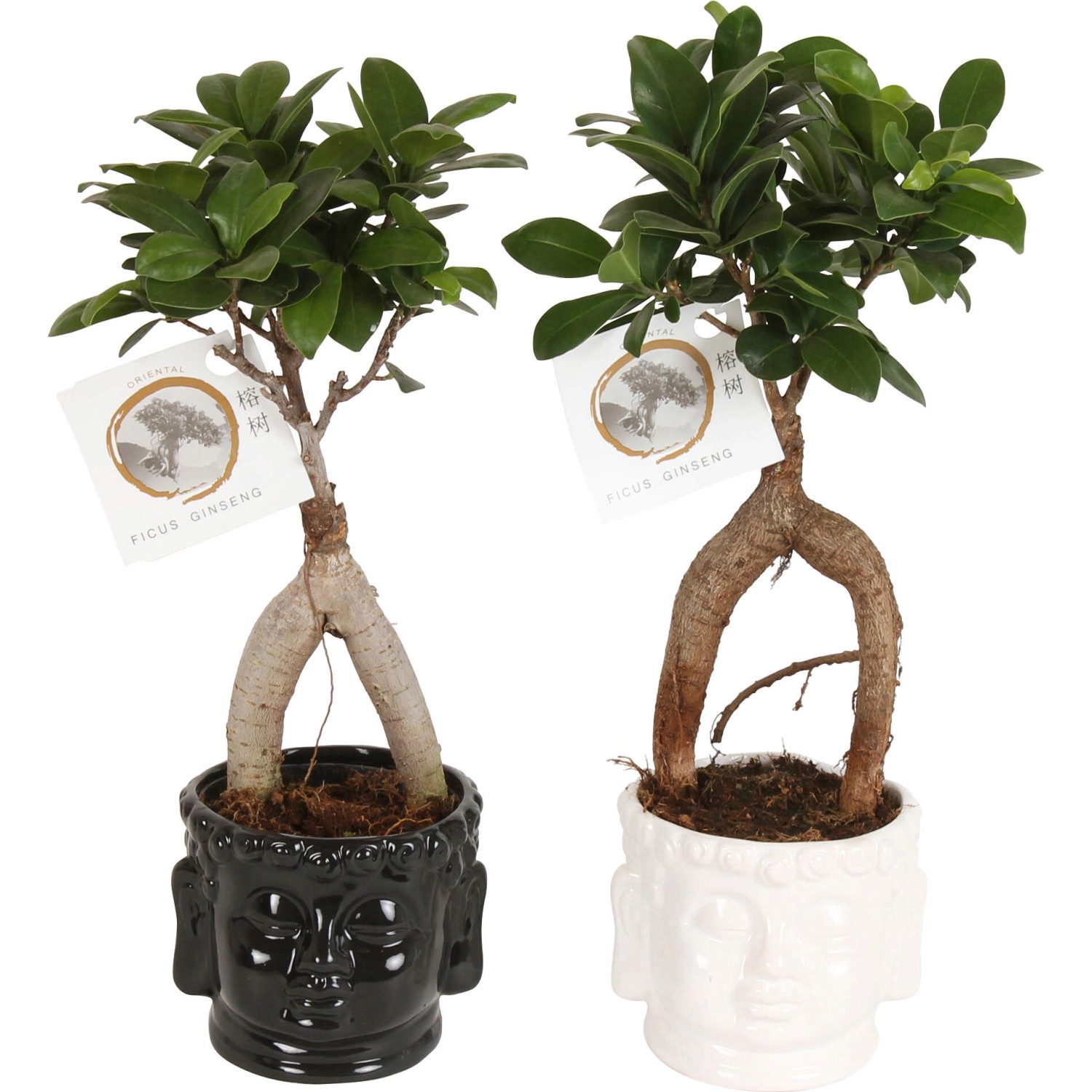 Bonsai "Ficus Ginseng" im KeramikGefäß TopfØ ca. 11 cm kaufen bei OBI