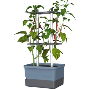 Blaues Gusta Garden Anzuchtgefäß Charly Chili 10L mit Rankhilfe und reifen, roten Chilis.