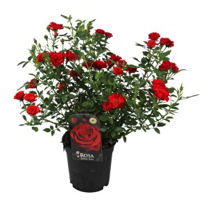 Beetrose Patio Hit Rot im Topf, ca. 45cm hoch. Rote Blüten und grüne Blätter.