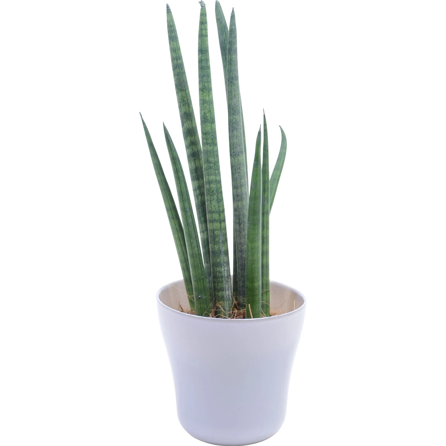Bogenhanf verschiedene Sorten im Pastell Glas Topf- ca. 7 cm kaufen bei OBI