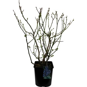 Heidelbeere "Chandler" Höhe 30 - 40 cm Topf-Ø 3 l Vaccinium