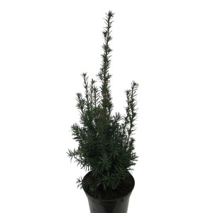 Becher-Eibe "Hillii" Höhe ca. 60 - 80 cm Topf ca. 4 l Taxus baccata