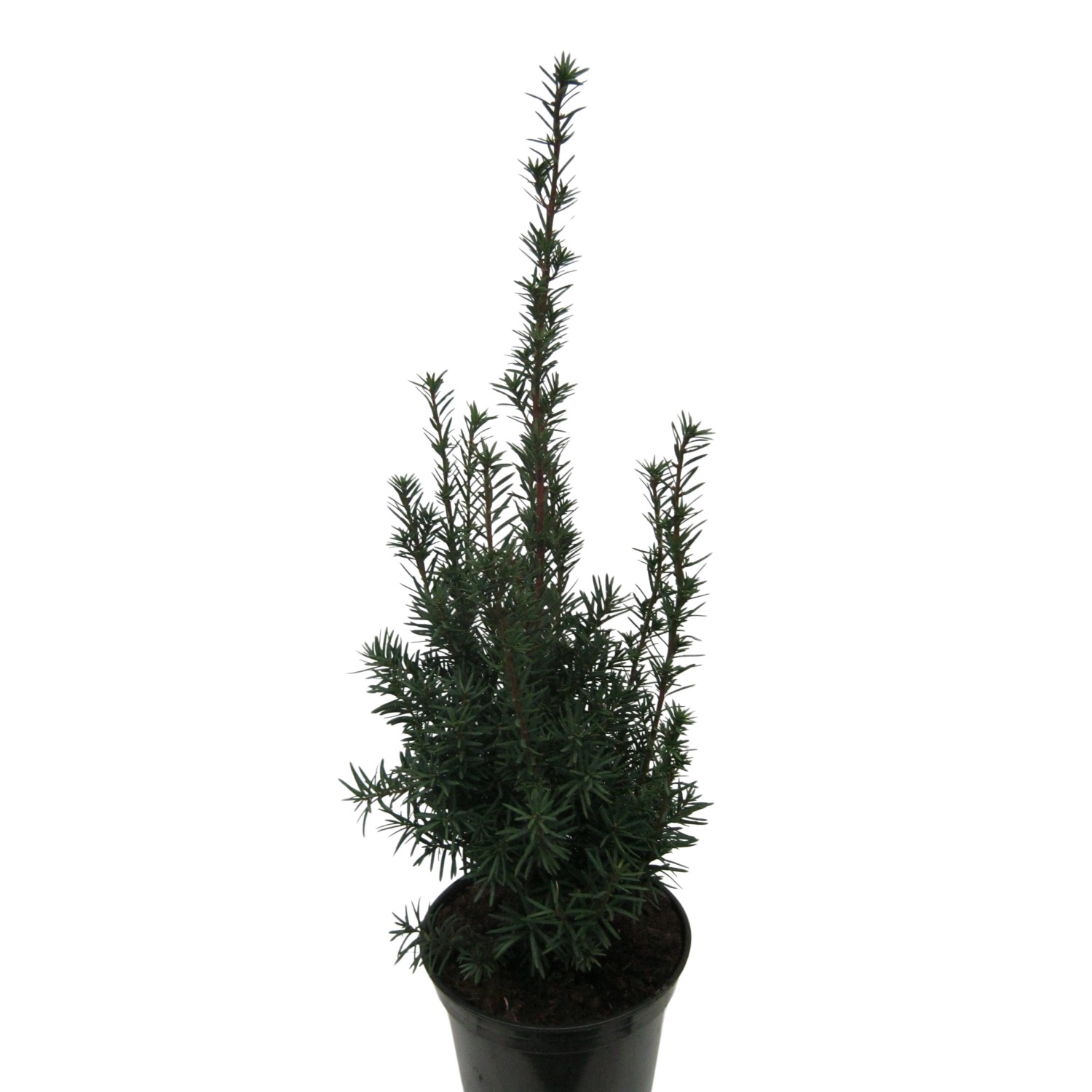 60+ Eibe Hillii Kaufen, Diese säulenförmige eibe der gattung ttaxus