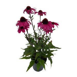Scheinsonnenhut Delicious Candy Pink im Topf, ca. 19 cm Ø, Echinacea purpurea mit pinken Blüten.