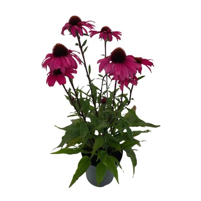 ziergräser zimmerpflanze Ziergräser Set 3 Pflanzen 17cm 50cm Grün Gartenpflanze kaufen main image 0