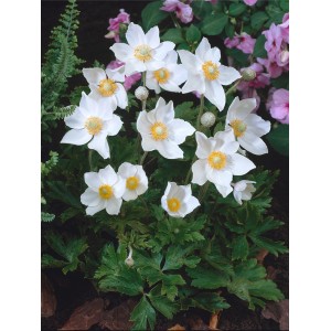 OBI Wald-Windröschen mit weißen Blüten und grünen Blättern im Topf (Ø 9cm)