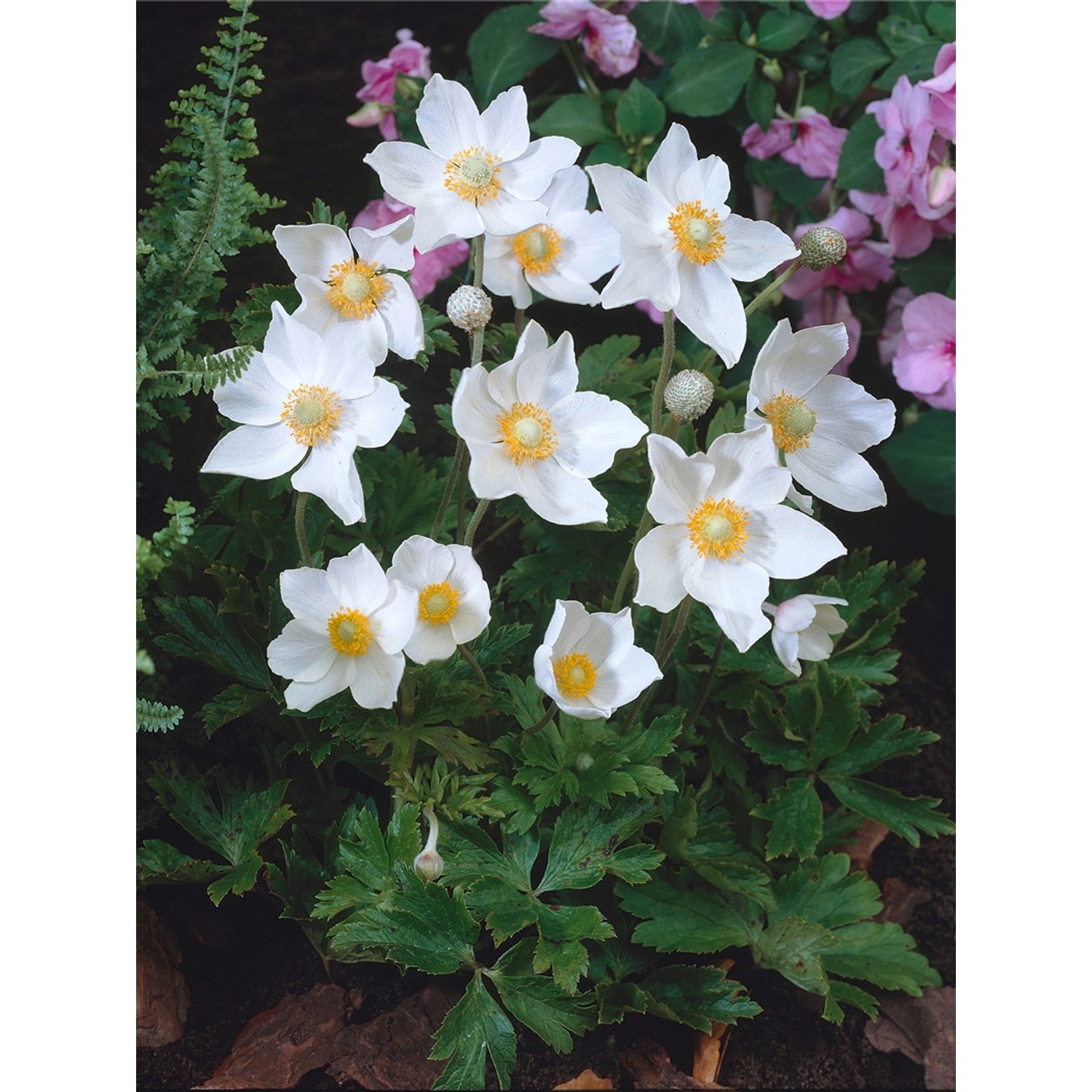OBI Wald-Windröschen mit weißen Blüten und grünen Blättern im Topf (Ø 9cm)