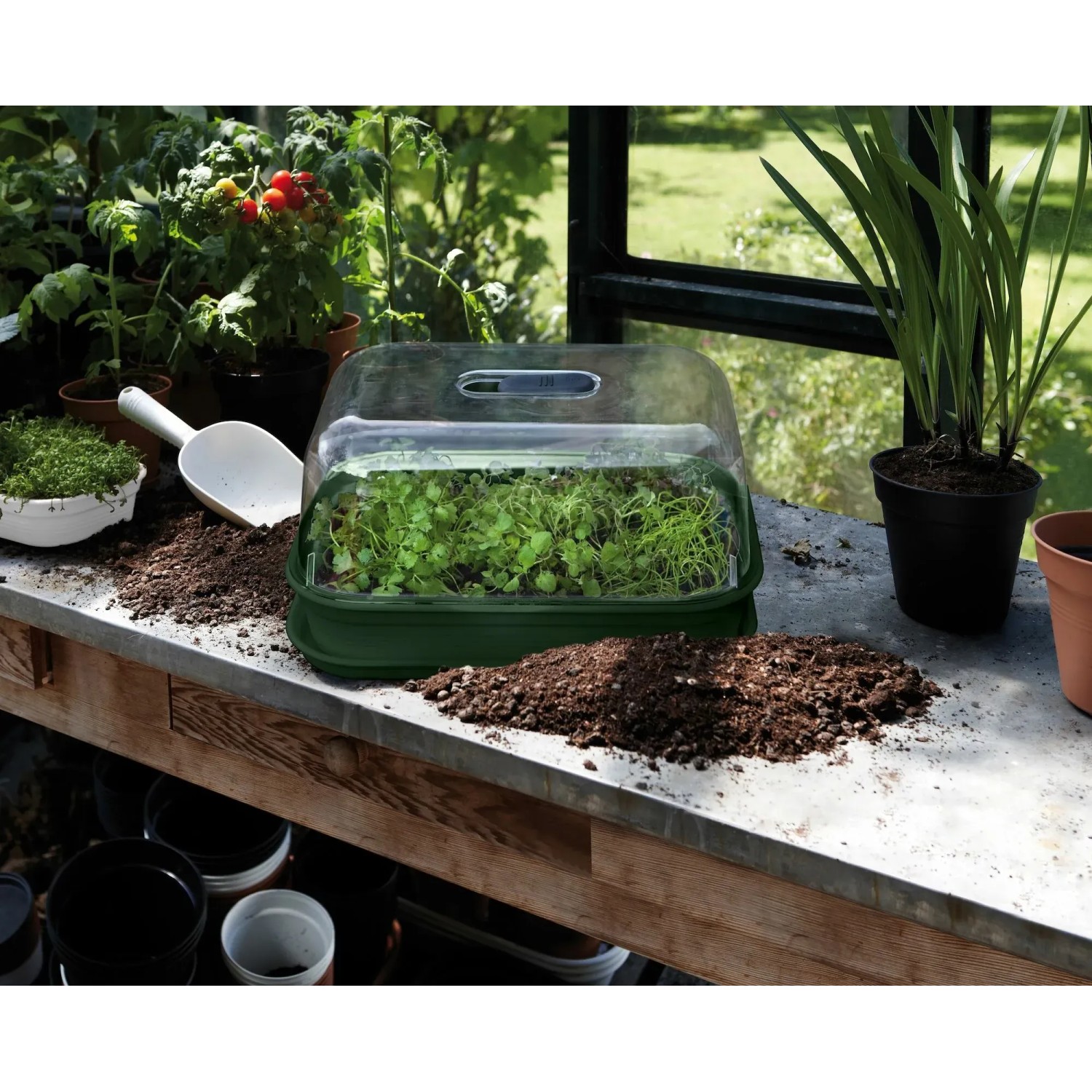 Elho Anzuchtschale Green Basics mit Haube, 36x26,5x6cm, grün, für Pflanzenanzucht.