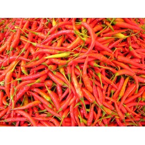 Viele rote Zwergchilis (Capsicum ann.) im Topf, ideal für Küche und Tisch.