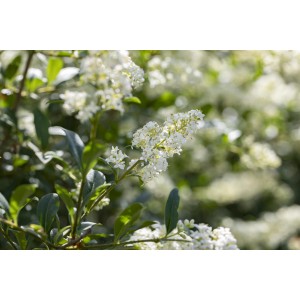 Blühender, grüner Liguster von GROW by OBI mit weißen Blüten.