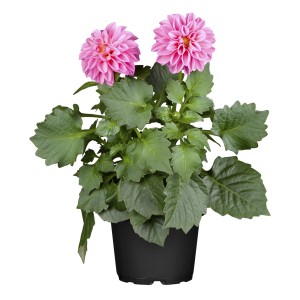 GROW by OBI Garten-Dahlie Rosa Topf-Ø ca. 19 cm Dahlia x hortensis