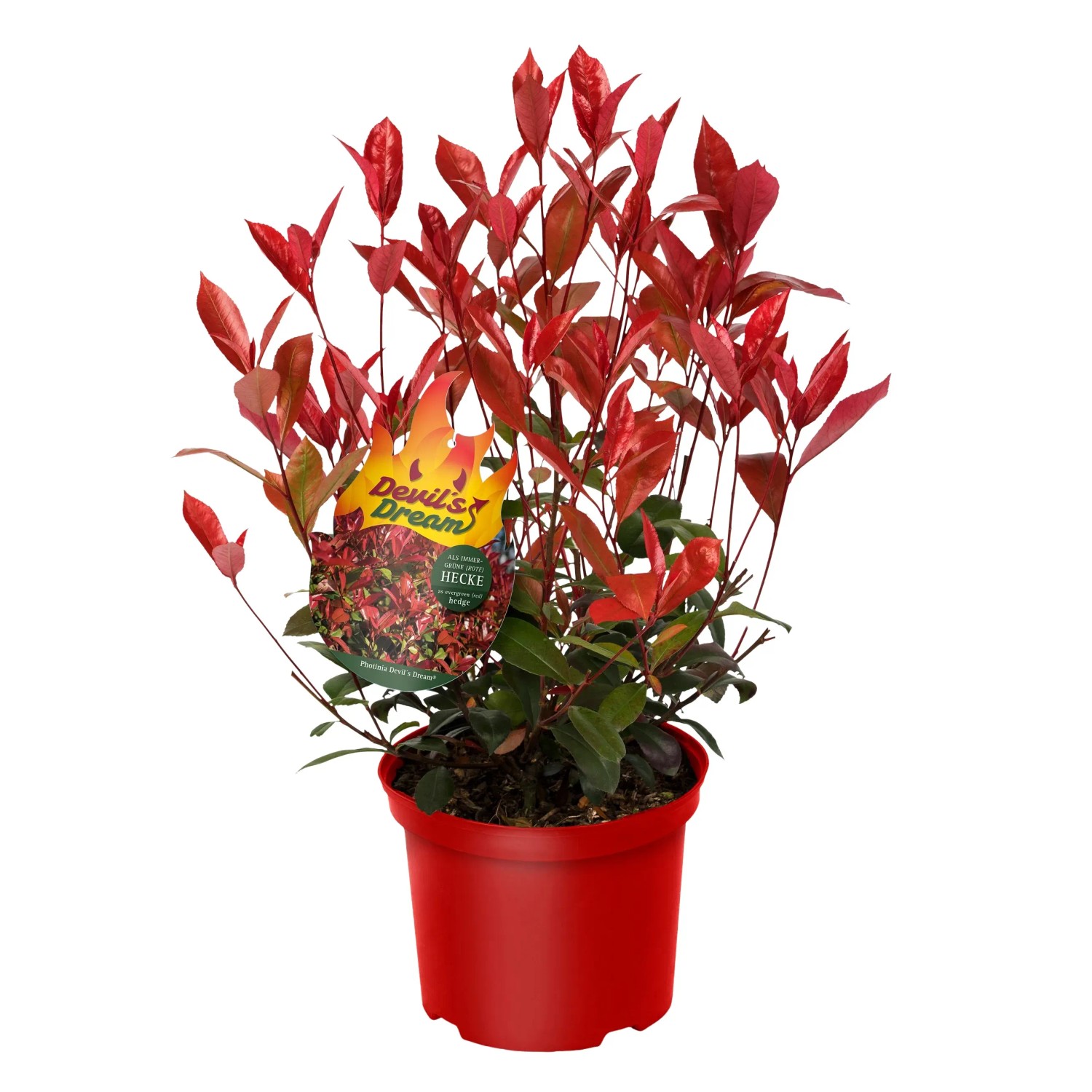 GROW by OBI Glanzmispel Devil's Dream Hhe ca. 30-40 cm Topf ca. 3,4 l  Photinia kaufen bei OBI