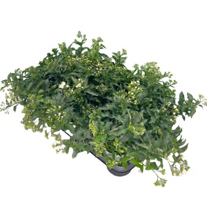 Üppiger Sommerjasmin im Topf, weiße Blüten, grüne Blätter. Blühende Kübelpflanze für Balkon und Terrasse.