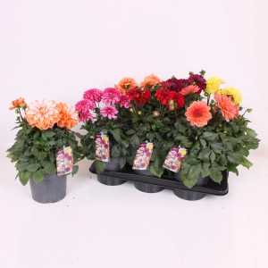 Dahlie Labella Grande in verschiedenen Farben im Topf, ca. 40-45cm hoch.