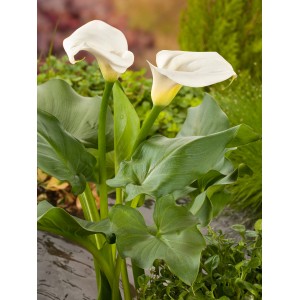 Elegante Zantedeschie (Calla) mit weißen Blüten im Topf, ideal für den Teichrand.
