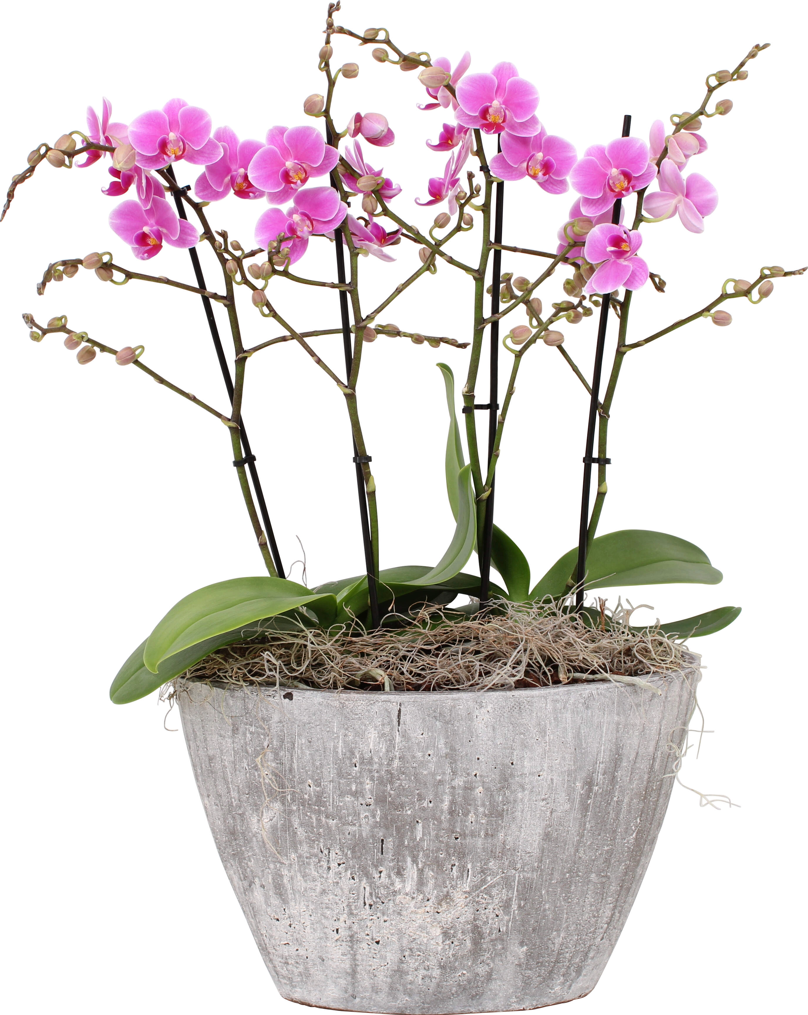 OrchideenArrangement Rosa im KeramikGefäß TopfØ ca. 27 cm kaufen bei OBI