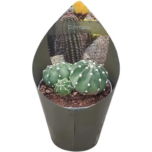 Sukkulente Echinopsis im Topfcover, Topf-Ø 14cm, Zimmerpflanze
