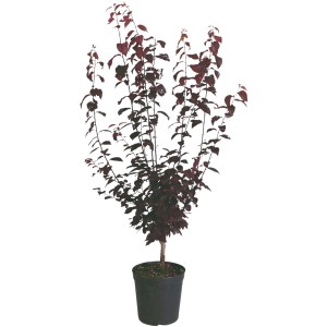 Blutpflaume Nigra im Topf, ca. 70-90 cm hoch, mit markantem, rotem Laub.