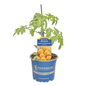 Kiepenkerl Tomate "Nimo Yellow" Topf-Ø ca. 12 cm Solanum lycopersicum
