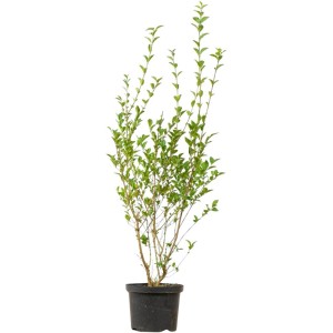 Ovalblättriger Liguster Set à 70 Stück Höhe ca. 80-100 cm Ligustrum ovalifolium