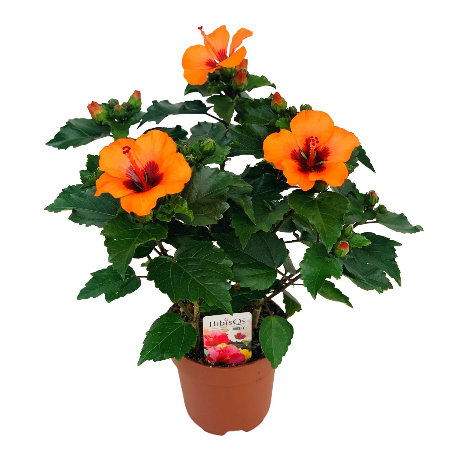 GROW by OBI Roseneibisch "Petit Orange" Hhe 30 - 40 cm Hibiscus  rosa-sinensis