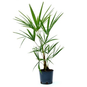 Grüne Hanfpalme (Trachycarpus fortunei) im Topf, ca. 25 cm hoch. Kübelpflanze für Garten und Terrasse.
