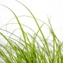 Frisches, grünes Katzengras (Cyperus alternifolius zumula) im Detail.