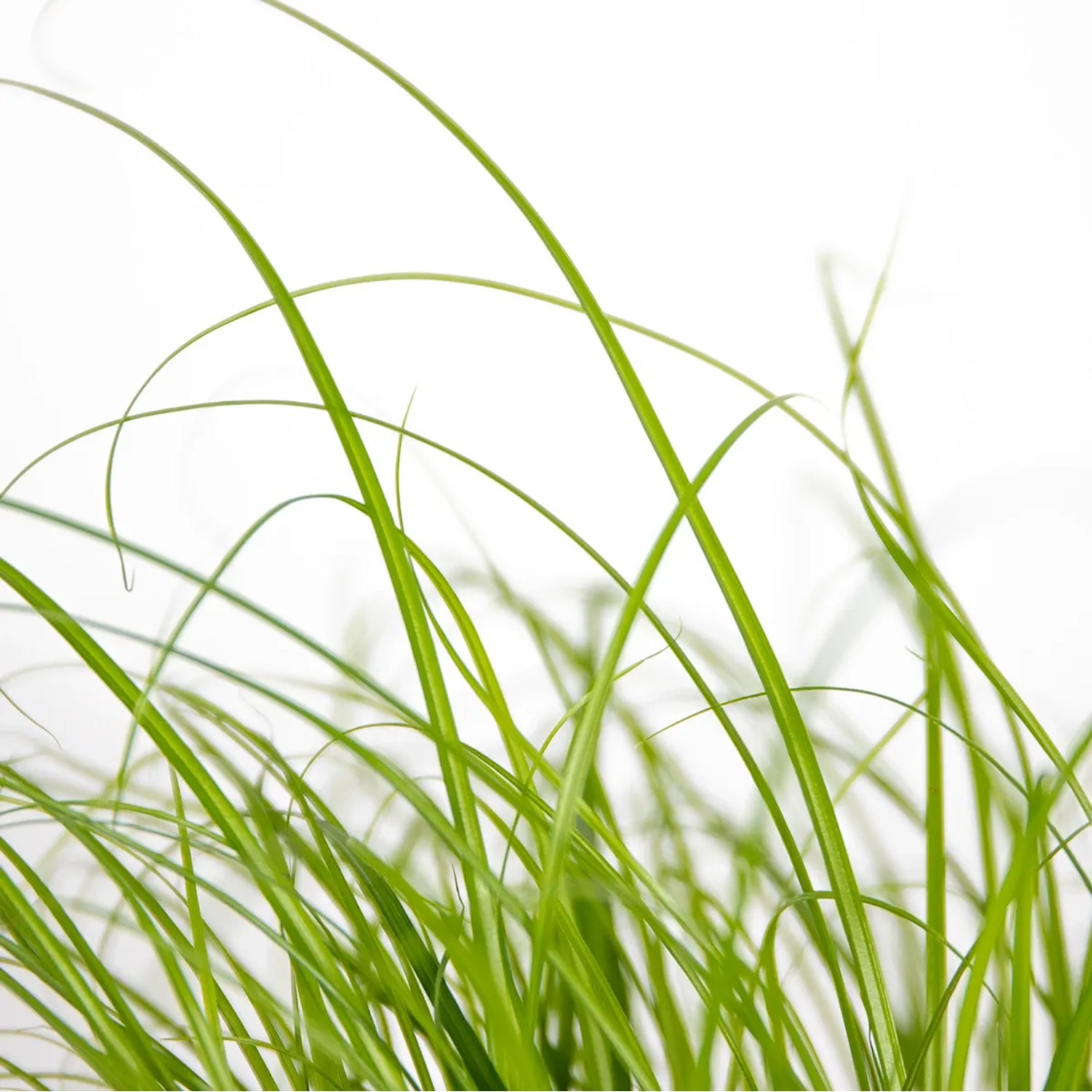 Frisches, grünes Katzengras (Cyperus alternifolius zumula) im Detail.