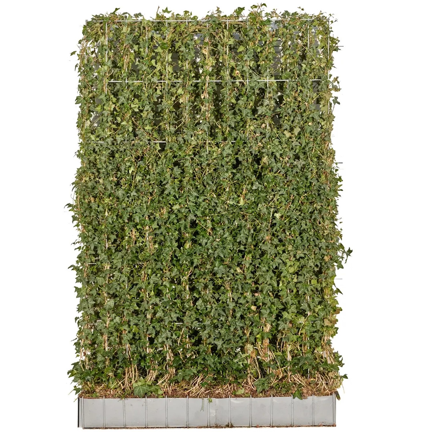 glücksfeder blühen Zamioculcas zamiifolia main image 1