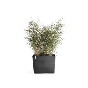 Dunkelgrauer Ecopots Pflanztopf Paris mit Rollen, 85x40x65 cm, bepflanzt mit Bambus.